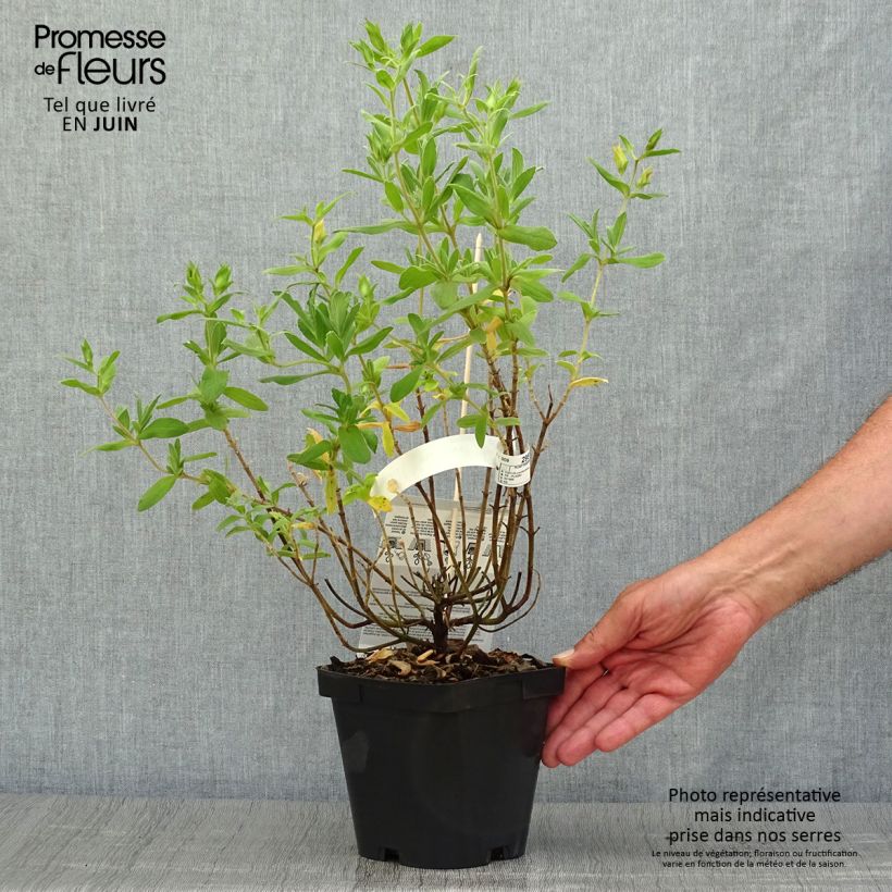 Exemplaar van Cistus pulverulentus Sunset - Rotsroos Pot van 2 l/3 l zoals geleverd in de zomer