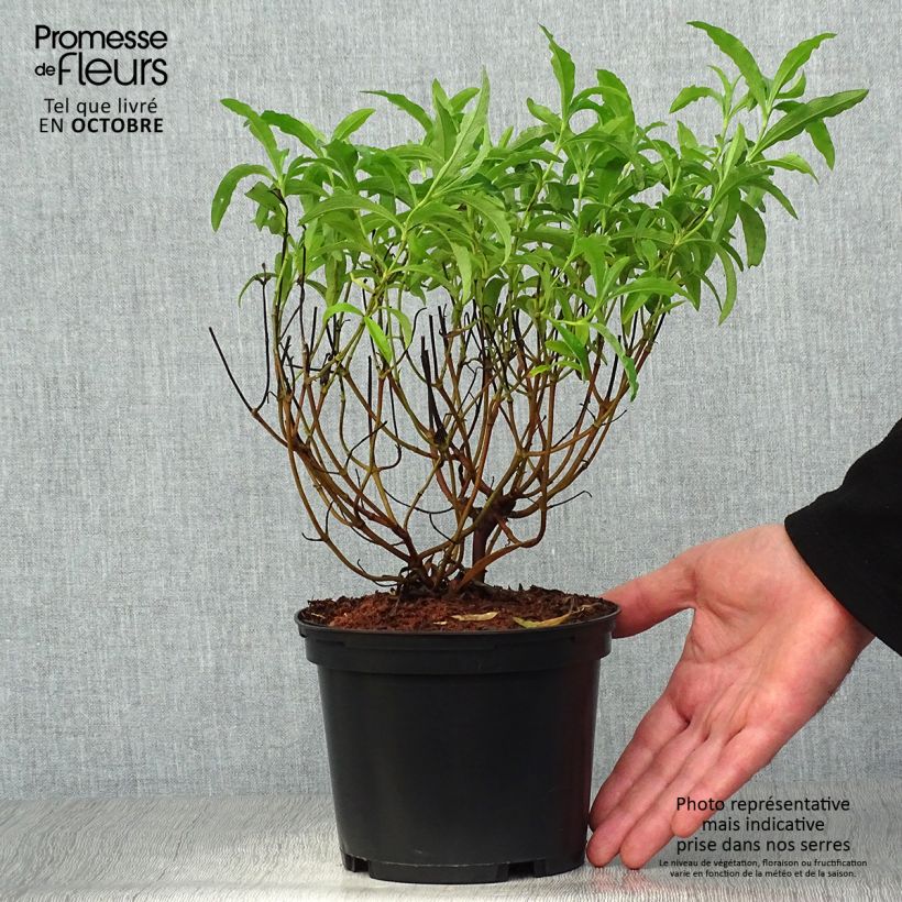 Exemplaar van Cistus purpureus Betty Taudevin - Ciste pourpre Pot de 2L/3L zoals geleverd in de herfst
