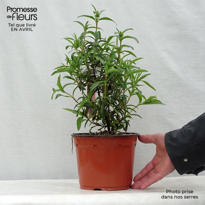Exemplaar van Cistus purpureus - Bonte cistus Pot van 2 l/3 l zoals geleverd in de lente