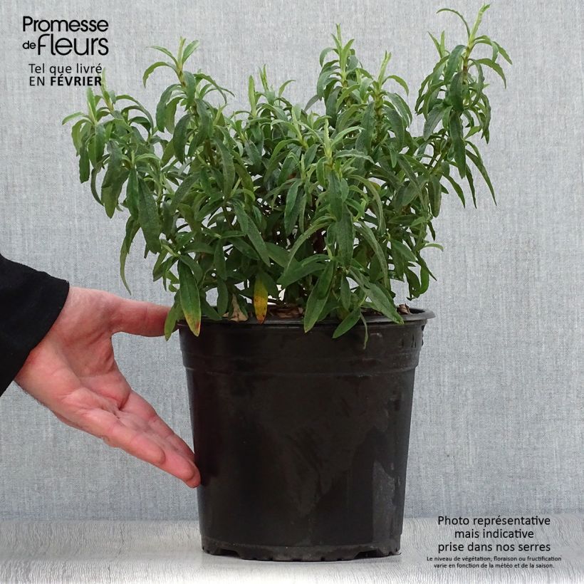 Example of Cistus purpureus - Ciste pourpre Pot van 4 l/5 l as you get in hiver