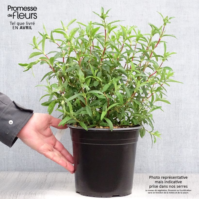 Exemplaar van Cistus purpureus - Bonte cistus Pot van 4 l/5 l zoals geleverd in de lente