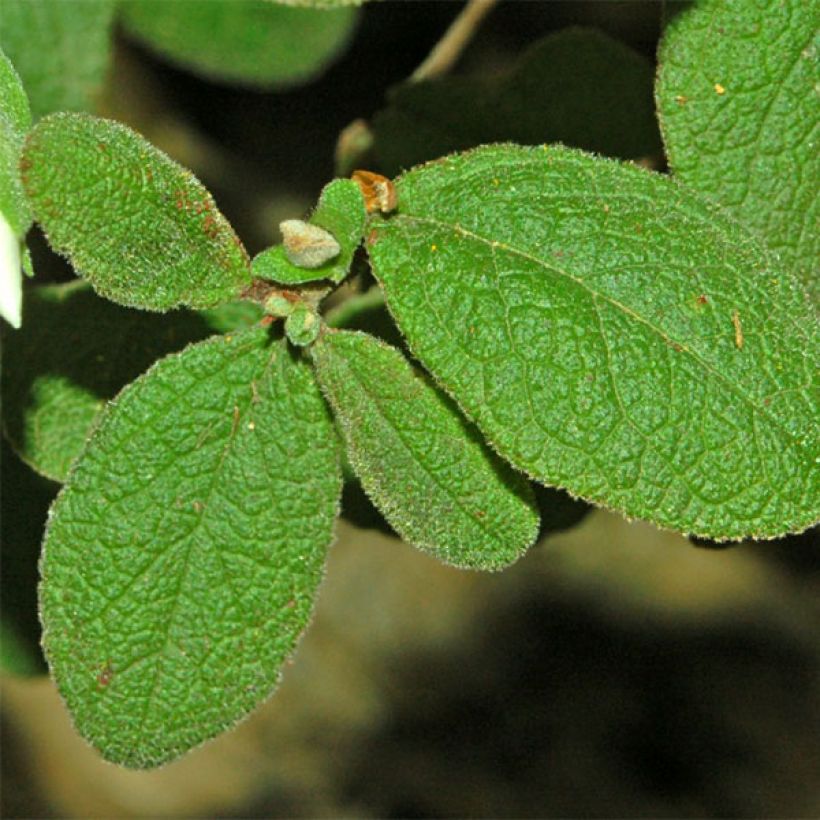 Cistus salviifolius - Rotsroos (Foliage)
