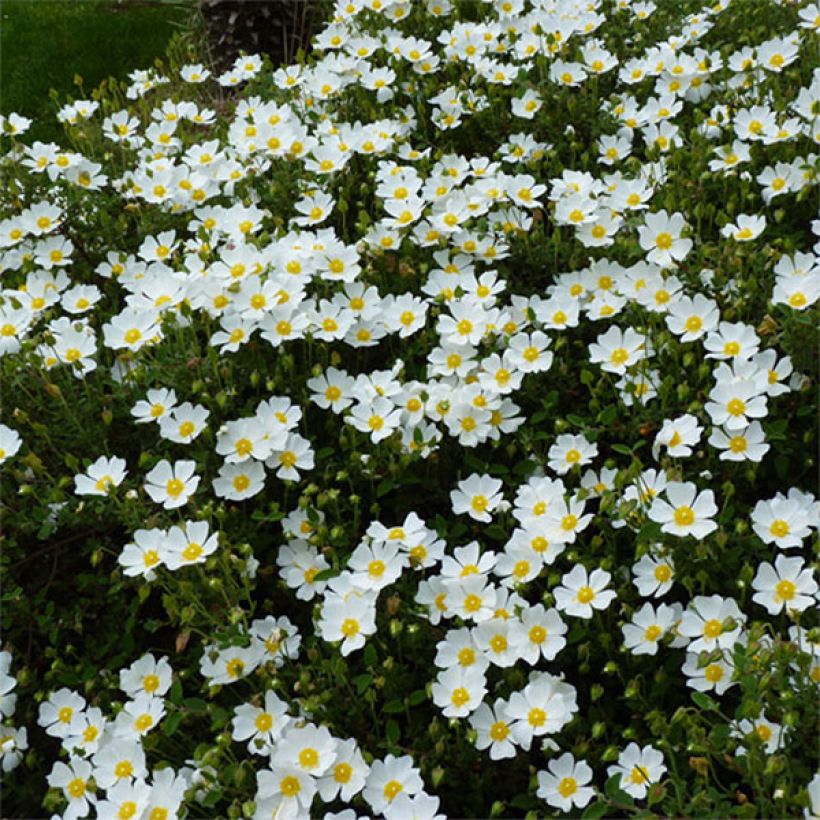 Cistus salviifolius - Rotsroos (Flowering)