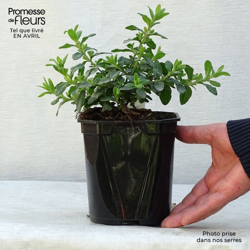 Exemplaar van Cistus salviifolius - Rotsroos Pot van 2 l/3 l zoals geleverd in de lente