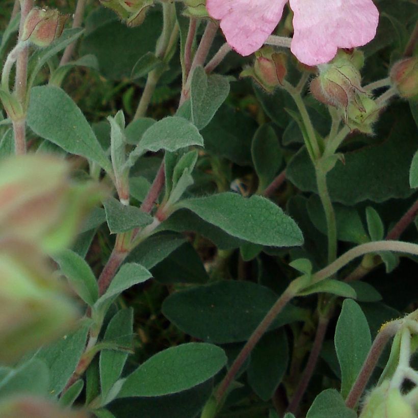 Cistus argenteus Silver Pink - Rotsroos (Foliage)