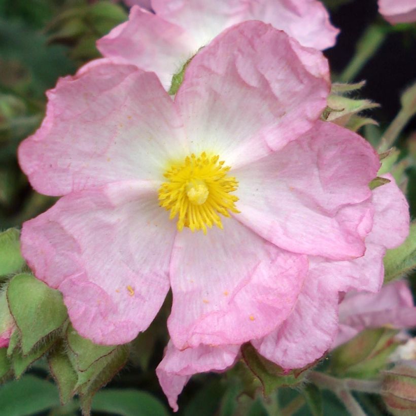 Cistus argenteus Silver Pink - Rotsroos (Flowering)