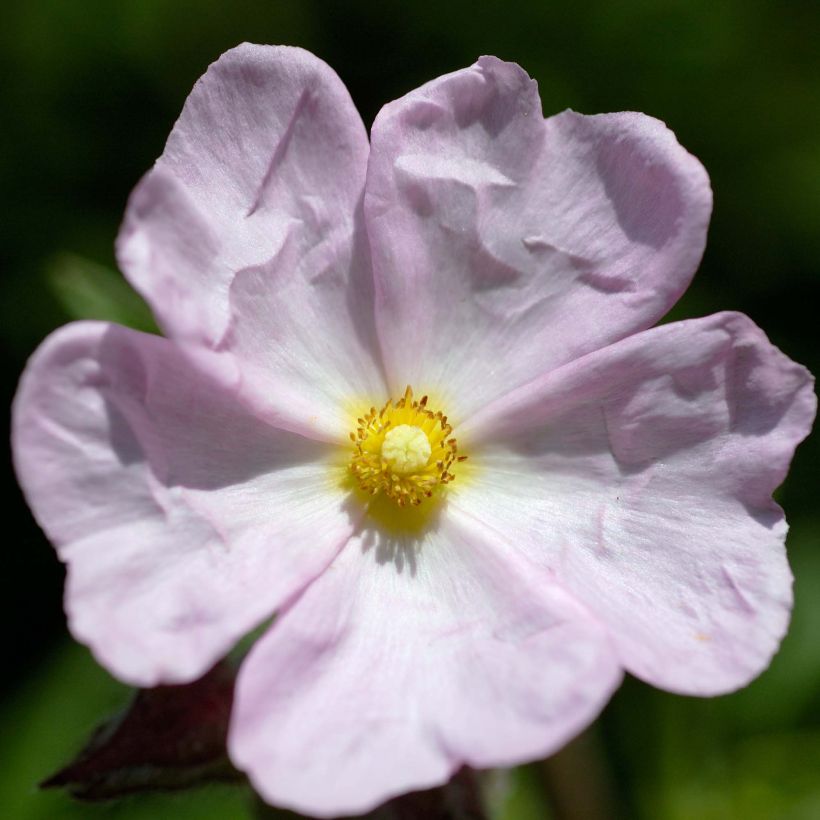 Cistus skanbergii - Rotsroos (Flowering)