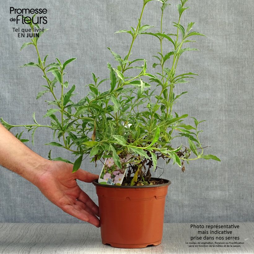 Exemplaar van Cistus skanbergii - Rotsroos Pot van 2 l/3 l zoals geleverd in de zomer