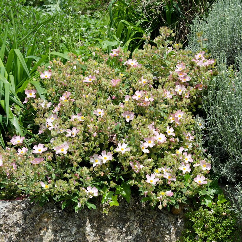 Cistus lenis Grayswood Pink - Rotsroos (Groeiplaats)