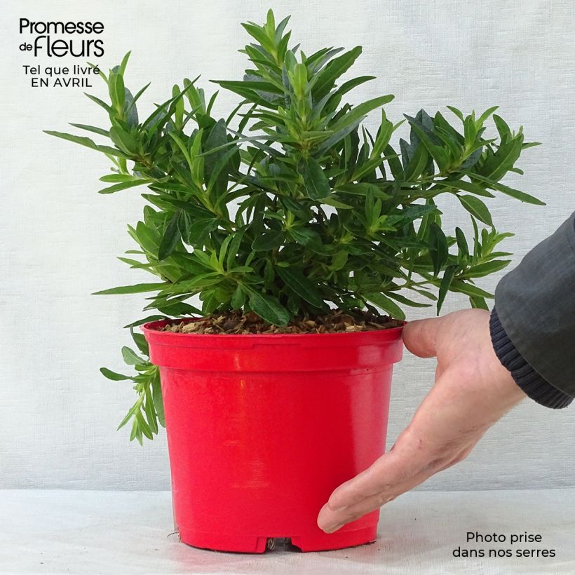 Exemplaar van Cistus ladanifer x loretii - Rotsroos Pot van 2 l/3 l zoals geleverd in de lente