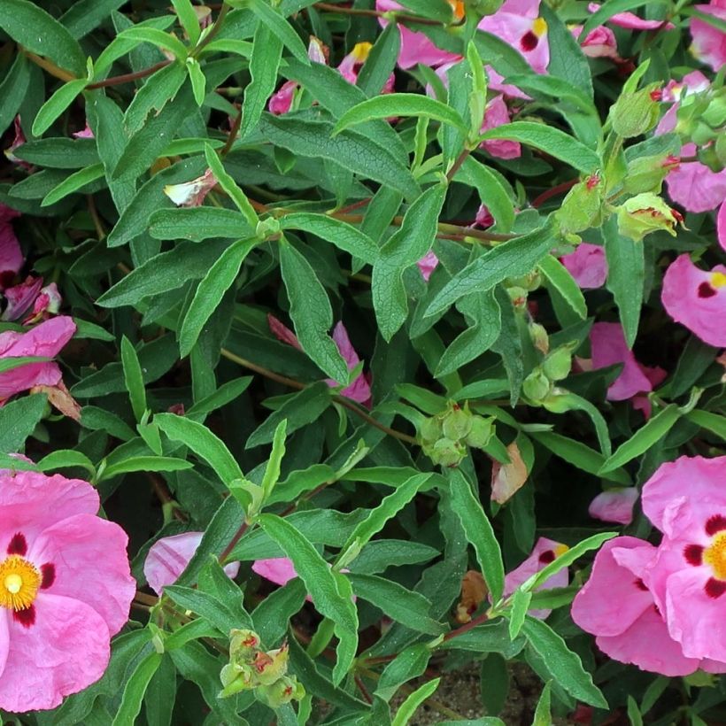 Cistus purpureus Betty Taudevin - Bonte cistus (Foliage)