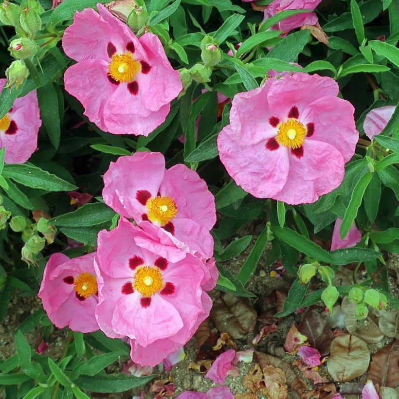 Cistus purpureus Betty Taudevin - Bonte cistus (Flowering)