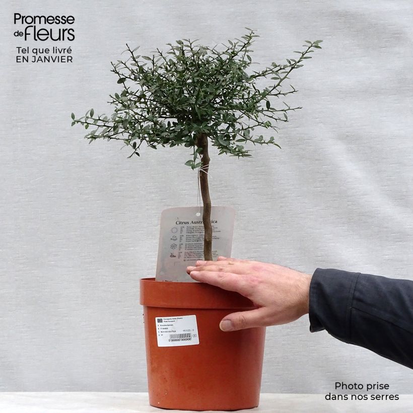 Exemplaar van Vingerlimoen - Microcitrus australasica Pot van 4 l/5 l, Kwartstam zoals geleverd in de winter