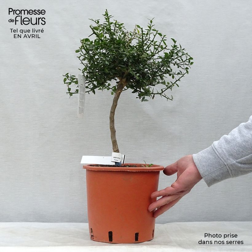Exemplaar van Vingerlimoen - Microcitrus australasica Pot van 4 l/5 l, Kwartstam zoals geleverd in de lente