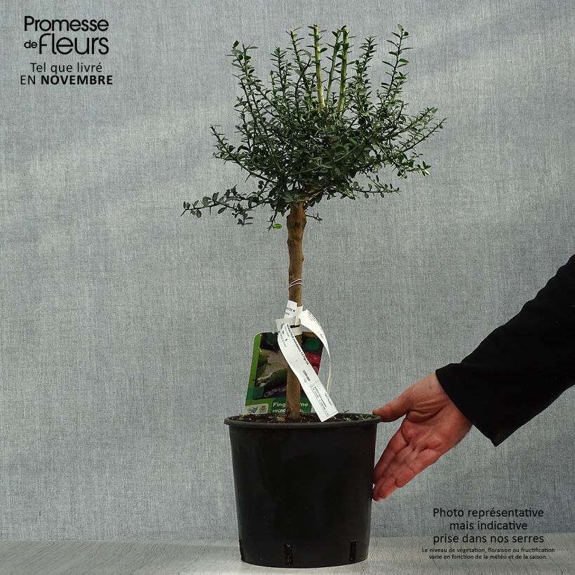 Exemplaar van Vingerlimoen - Microcitrus australasica Pot van 4 l/5 l, Kwartstam zoals geleverd in de herfst