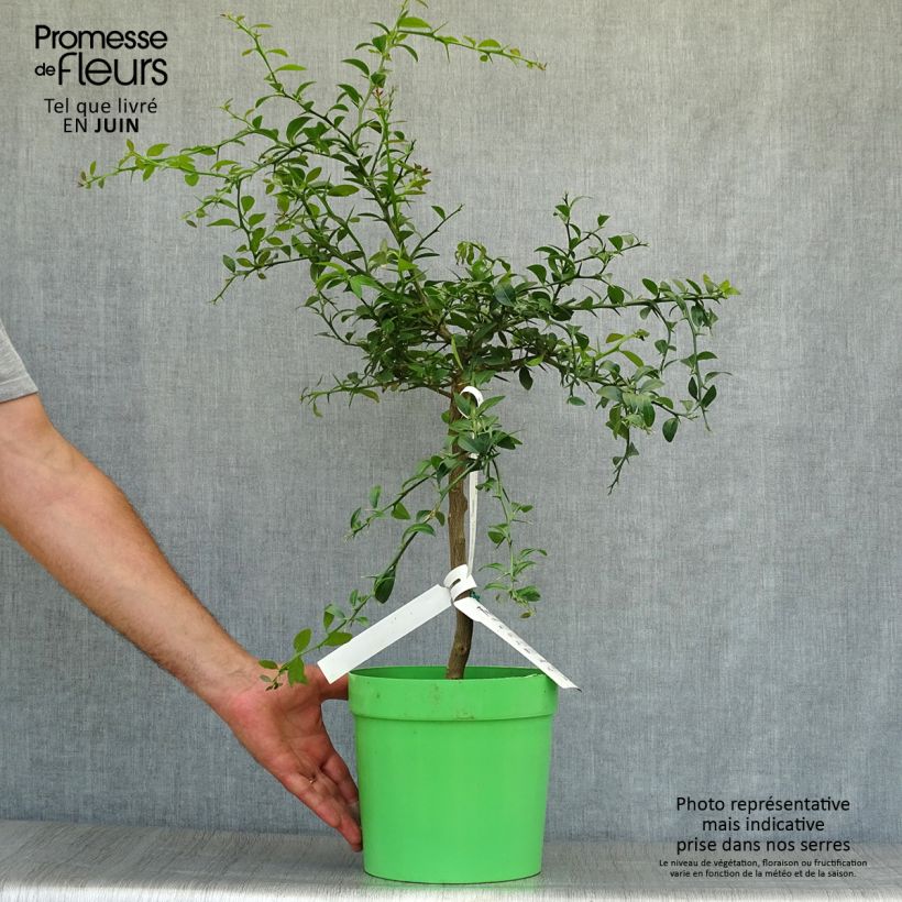 Exemplaar van Vingerlimoen - Microcitrus australasica Pot van 4 l/5 l, Kwartstam zoals geleverd in de zomer