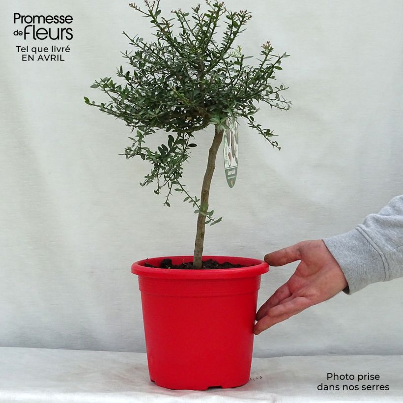 Exemplaar van Vingerlimoen Red Crystal - Microcitrus australasica Pot van 2 l/3 l, Struik zoals geleverd in de lente