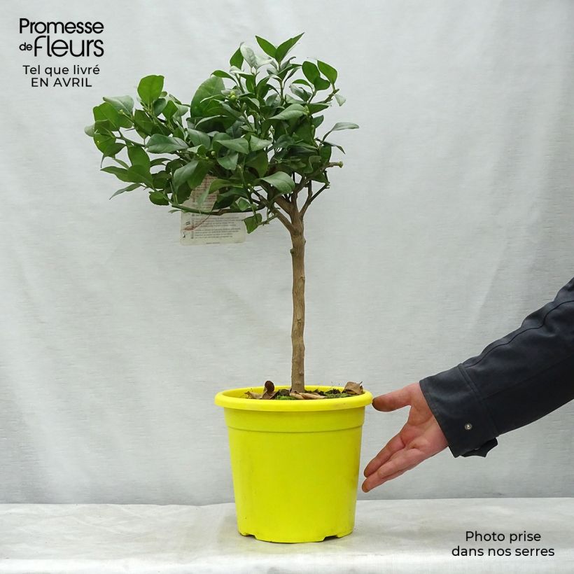 Exemplaar van Volkamercitroen Pot van 4 l/5 l, Kwartstam zoals geleverd in de lente