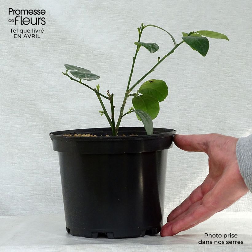 Exemplaar van Mexicaanse limoen - Citrus aurantifolia Mexicana Pot van 2 l/3 l zoals geleverd in de lente