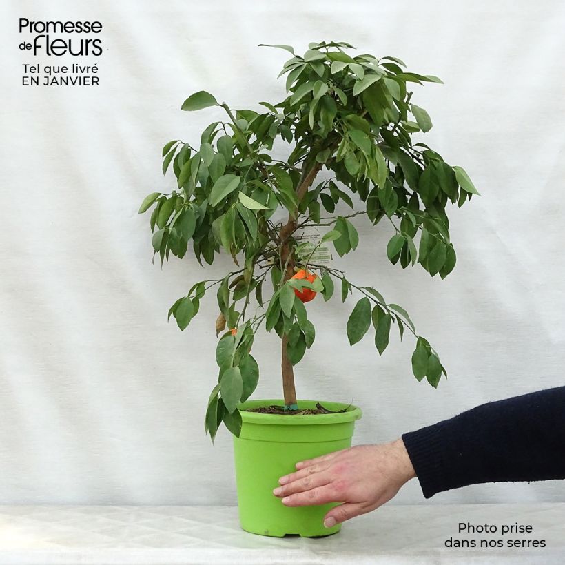 Exemplaar van Rode limoen - Citrus aurantifolia Pot van 4 l/5 l, Kwartstam zoals geleverd in de winter