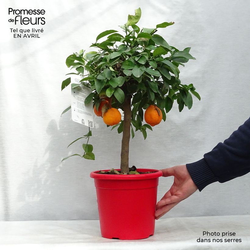 Exemplaar van Rode limoen - Citrus aurantifolia Pot van 4 l/5 l, Kwartstam zoals geleverd in de lente