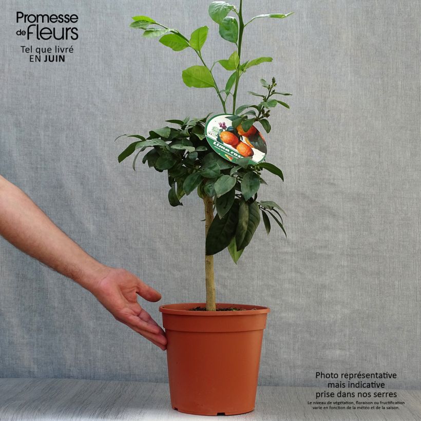 Exemplaar van Rode limoen - Citrus aurantifolia Pot van 4 l/5 l, Kwartstam zoals geleverd in de zomer