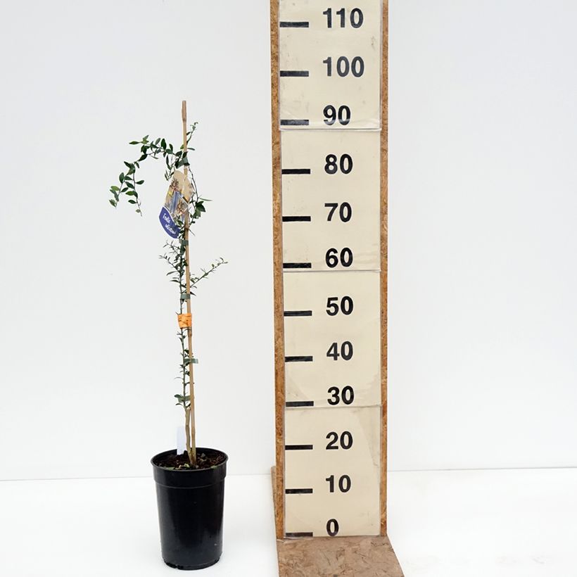 Exemplaar van Vingerlimoen - Microcitrus australasica Pot van 2 l/3 l, Onderstam zoals geleverd in de winter