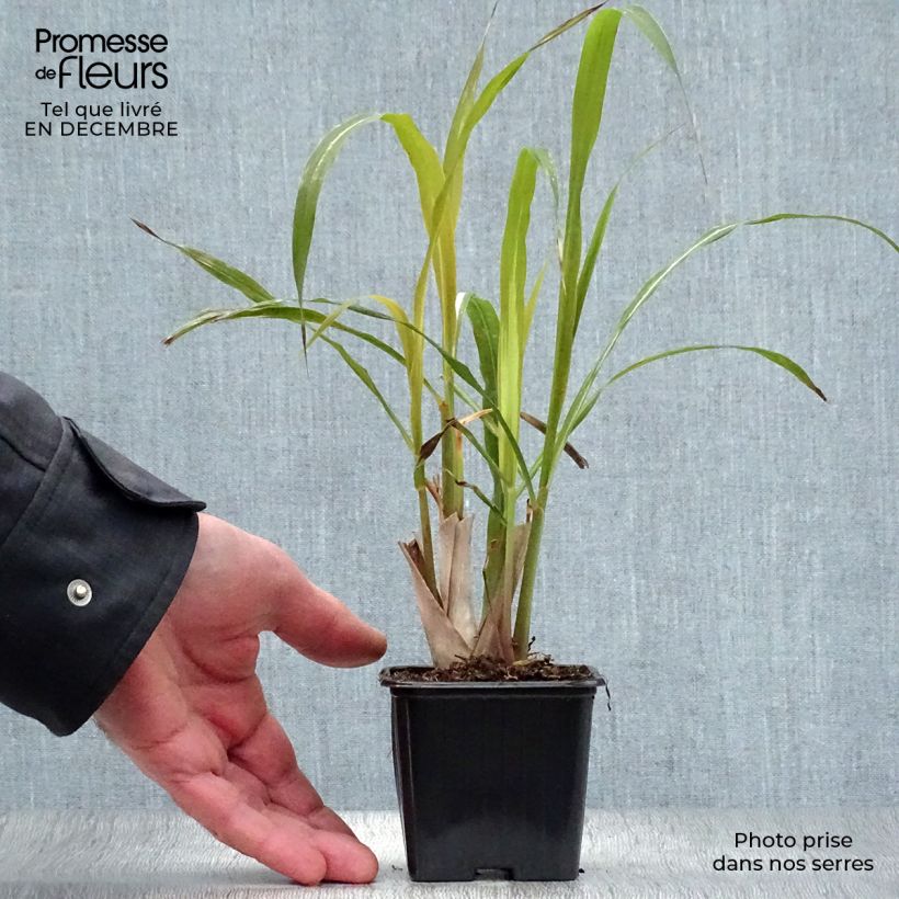 Exemplaar van Citroengras uit Madagascar - Cymbopogon citratus (jonge planten) Kweekpotje van 7/8 cm zoals geleverd in de winter