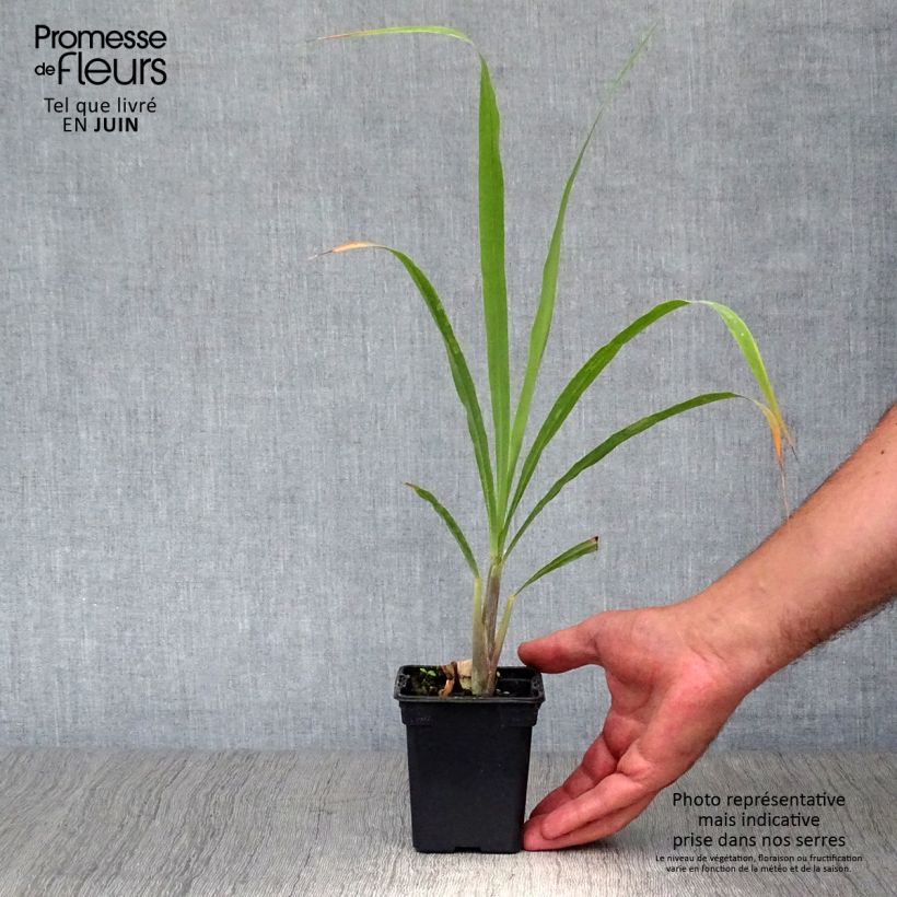 Exemplaar van Citroengras uit Madagascar - Cymbopogon citratus (jonge planten) Kweekpotje van 7/8 cm zoals geleverd in de zomer