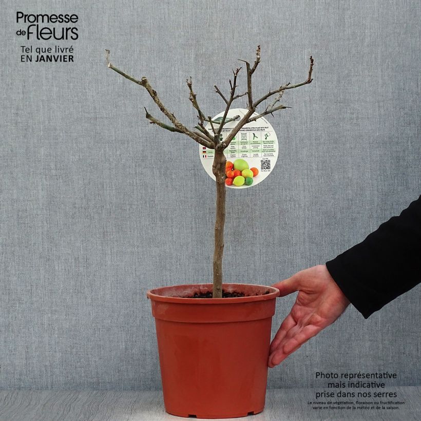 Exemplaar van Citroenboom Cerza Pot van 4 l/5 l, Kwartstam zoals geleverd in de winter