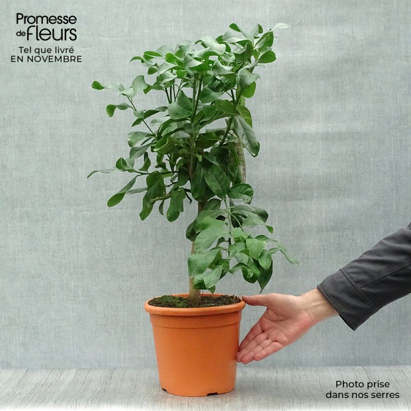 Exemplaar van Citroenboom Femminello Carrubaro Pot van 4 l/5 l, Kwartstam zoals geleverd in de herfst