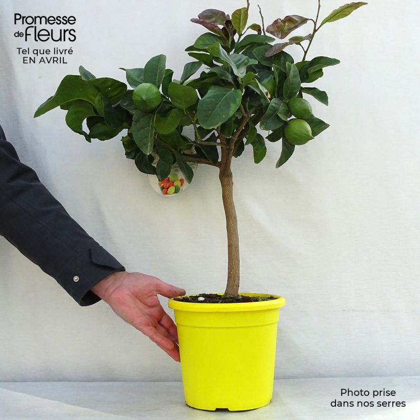 Exemplaar van Citroenboom Femminello Carrubaro Pot van 4 l/5 l, Kwartstam zoals geleverd in de lente