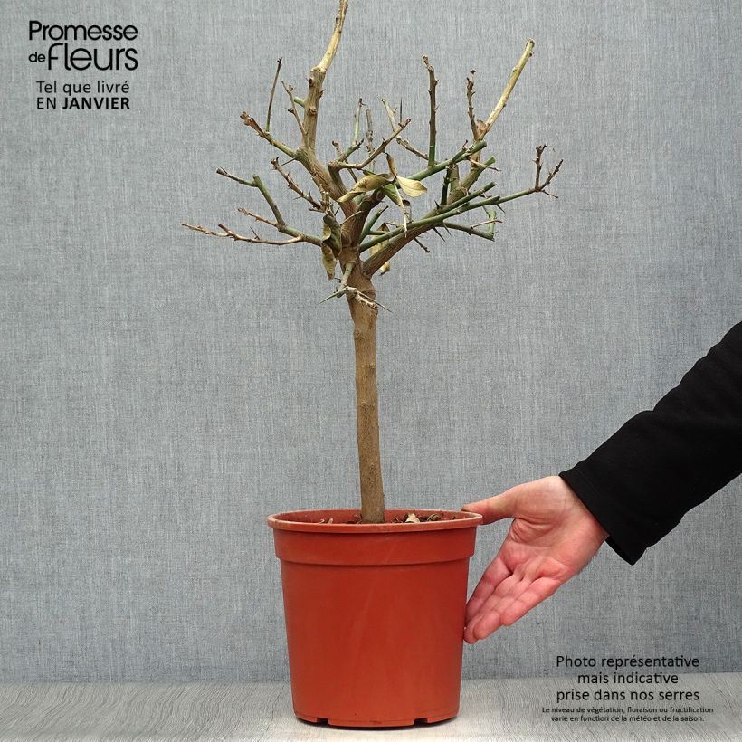 Exemplaar van Citroenboom Lemox Pot van 4 l/5 l, Kwartstam zoals geleverd in de winter