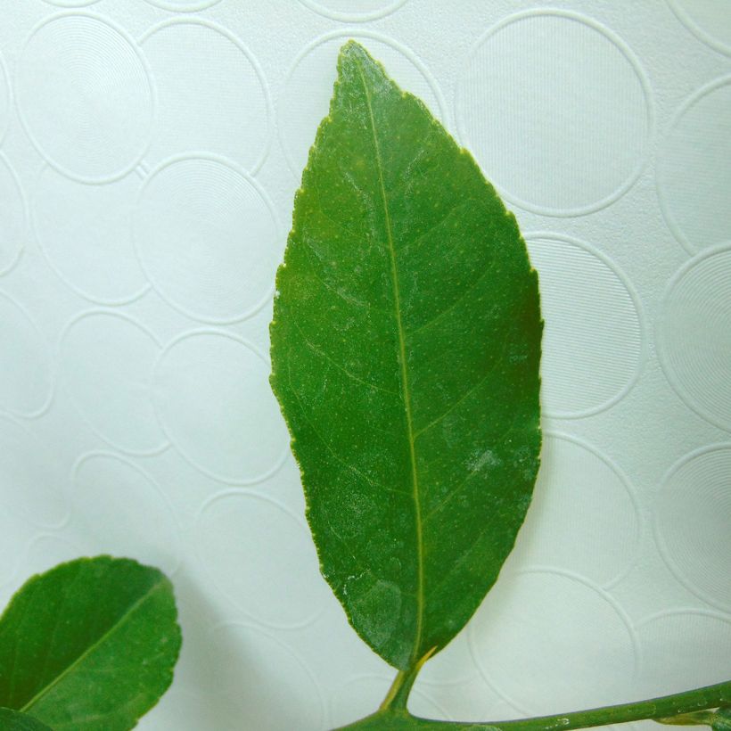 Meyer-citroen - Citrus x meyeri (Blad)