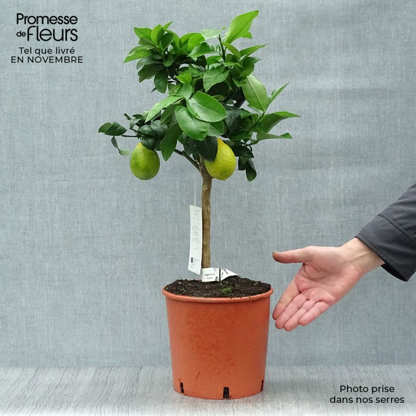Exemplaar van Meyer-citroen - Citrus x meyeri Pot van 4 l/5 l, Kwartstam zoals geleverd in de herfst