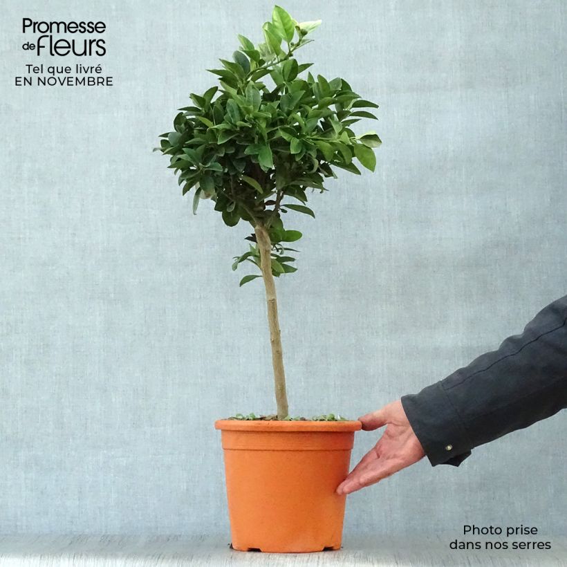 Exemplaar van Zoete limoen Pursha Pot van 4 l/5 l, Kwartstam zoals geleverd in de herfst