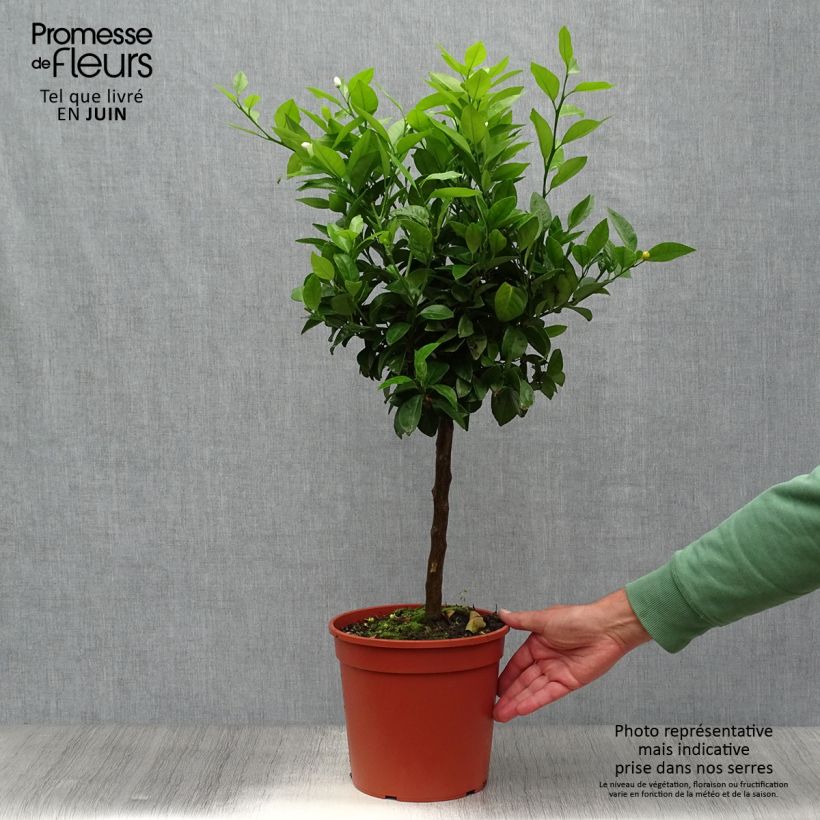 Exemplaar van Zoete limoen Pursha Pot van 4 l/5 l, Kwartstam zoals geleverd in de zomer