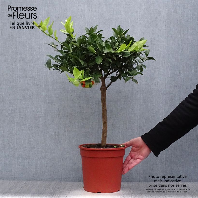 Exemplaar van Zoete limoen Pursha Pot van 4 l/5 l, Kwartstam zoals geleverd in de winter