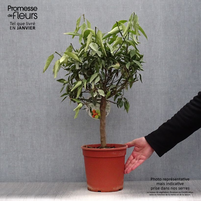 Exemplaar van Citrus Kucle - Citrofortunella margarita × clementina Pot van 4 l/5 l, Kwartstam zoals geleverd in de winter