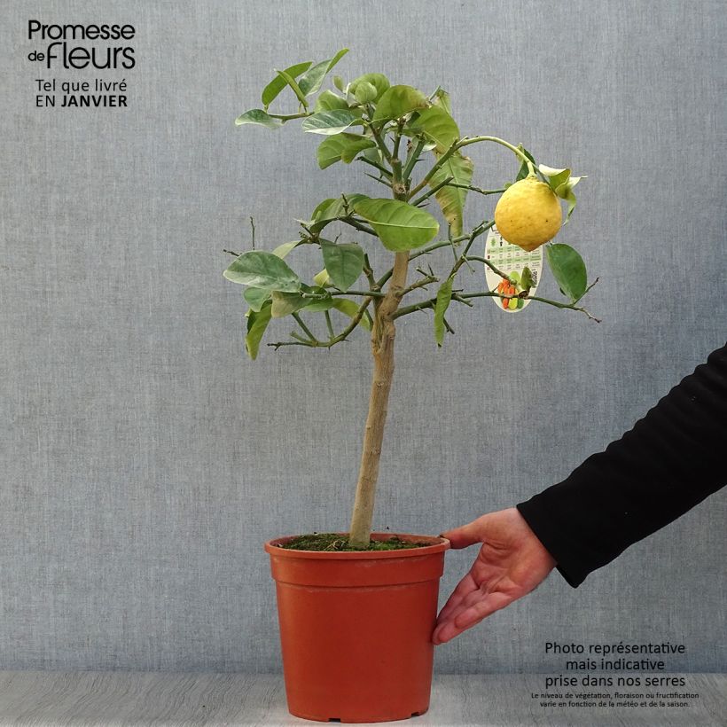 Exemplaar van Lipo-citroen Pot van 4 l/5 l, Kwartstam zoals geleverd in de winter