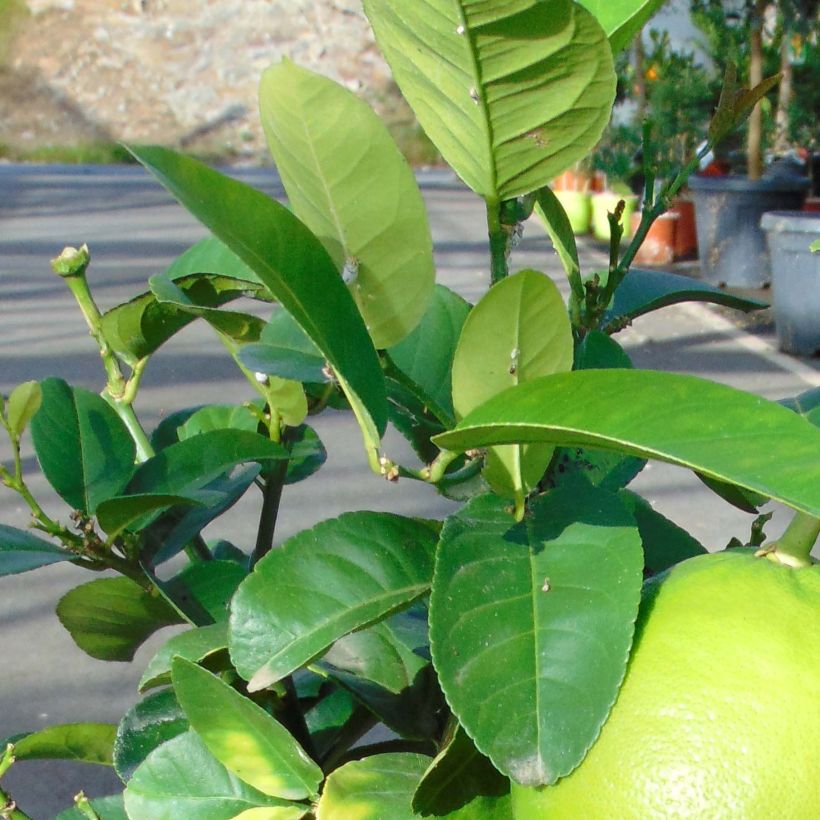 Grapefruit - Citrus × paradisi (Blad)