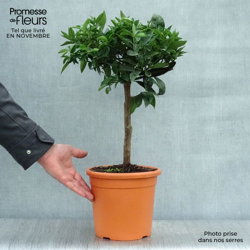 Exemplaar van Clementine - Citrus clementina Pot van 4 l/5 l, Kwartstam zoals geleverd in de herfst