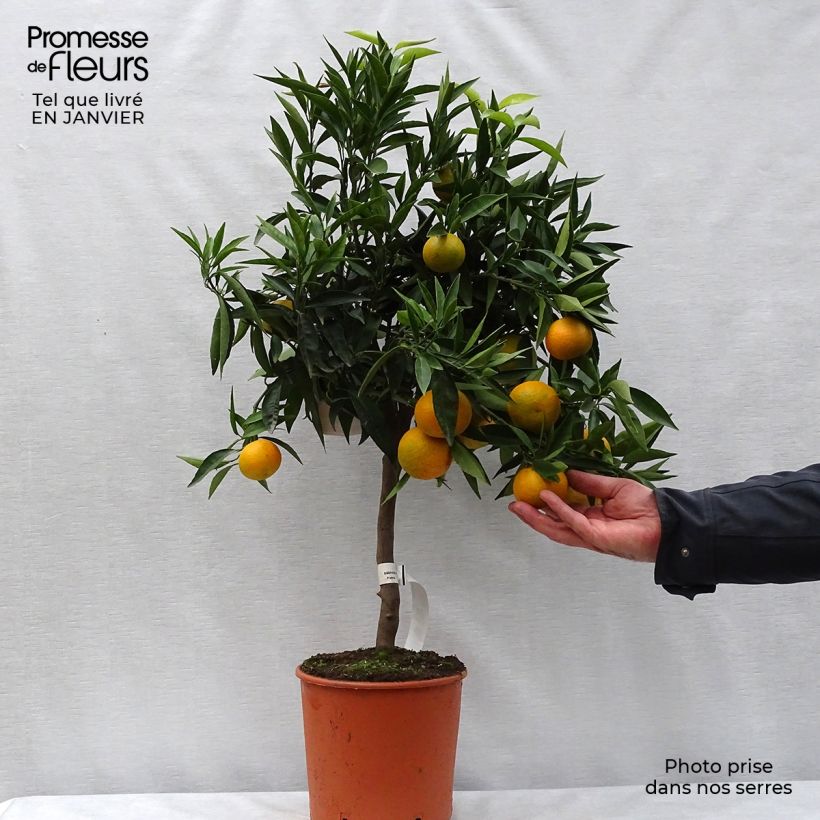 Exemplaar van Clementine - Citrus clementina Pot van 4 l/5 l, Kwartstam zoals geleverd in de winter