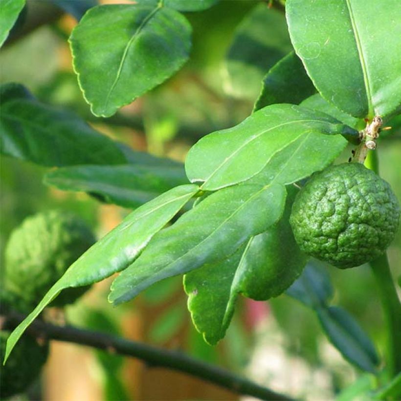 Kaffirlime - Citrus hystrix (Blad)