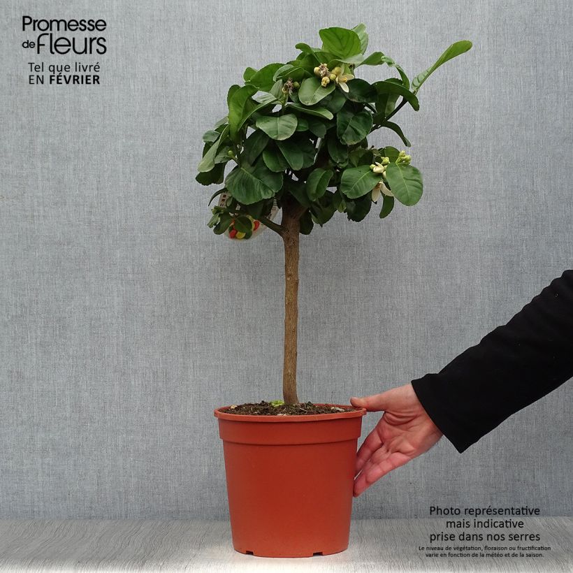 Exemplaar van Sukadecitroen - Citrus medica Maxima Pot van 4 l/5 l, Kwartstam zoals geleverd in de winter