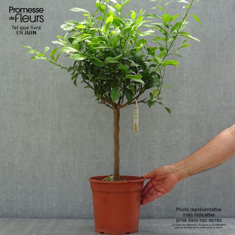 Exemplaar van Rode citroen - Citrus medica Pigmentata Pot van 4 l/5 l, Kwartstam zoals geleverd in de zomer