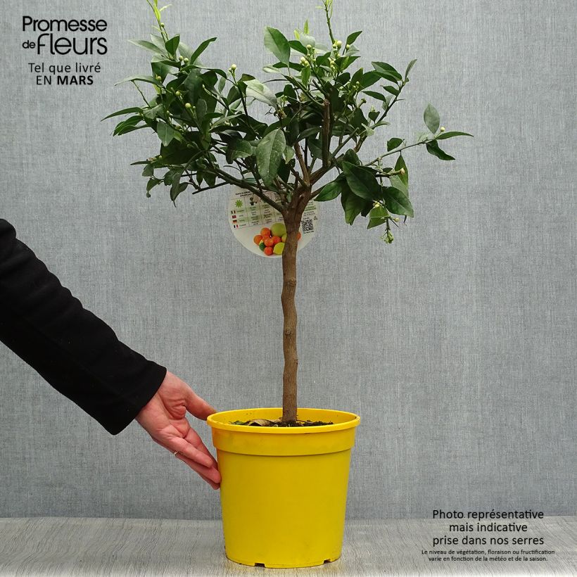 Exemplaar van Rode citroen - Citrus medica Pigmentata Pot van 4 l/5 l, Kwartstam zoals geleverd in de lente