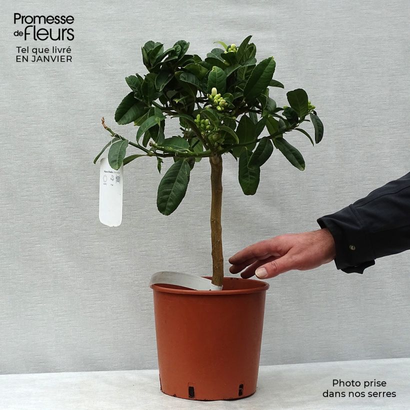 Exemplaar van Vingercitroen Boeddha's hand Pot van 4 l/5 l, Kwartstam zoals geleverd in de winter