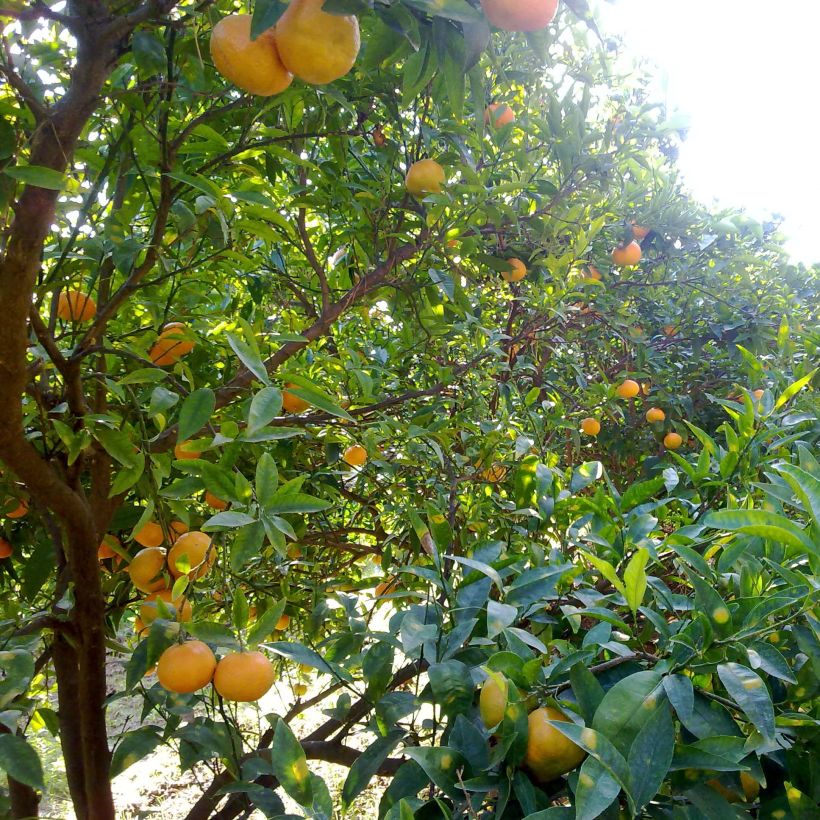 Satsuma mandarijn (Groeiplaats)