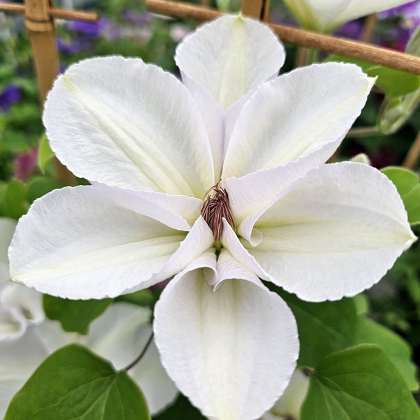 Clematis Guernsey Flute - Grootbloemige bosrank (Flowering)